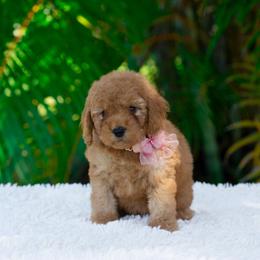 Bambi - Red  female Goldendoodle puppy in Fort Myers, Florida from Corgis & Doodles
