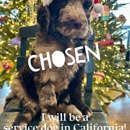 Linus - male Newfypoo puppy in Jackson, Missouri from Two Sisters Ranch, LLC