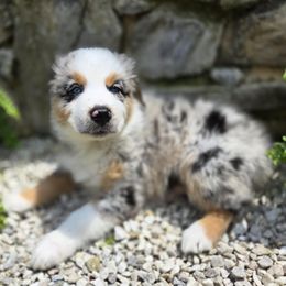 Buzz - Blue merle male Australian Shepherd puppy in Peach Bottom, Pennsylvania from Arcadia Australian Shepherds
