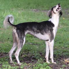 Azawakhs, Salukis, and Taigans from Xanadu Farms