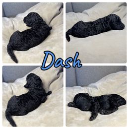 Goldendoodle and Poodle Puppies from Wonderland Kennel