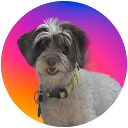 Paloma - Havanese