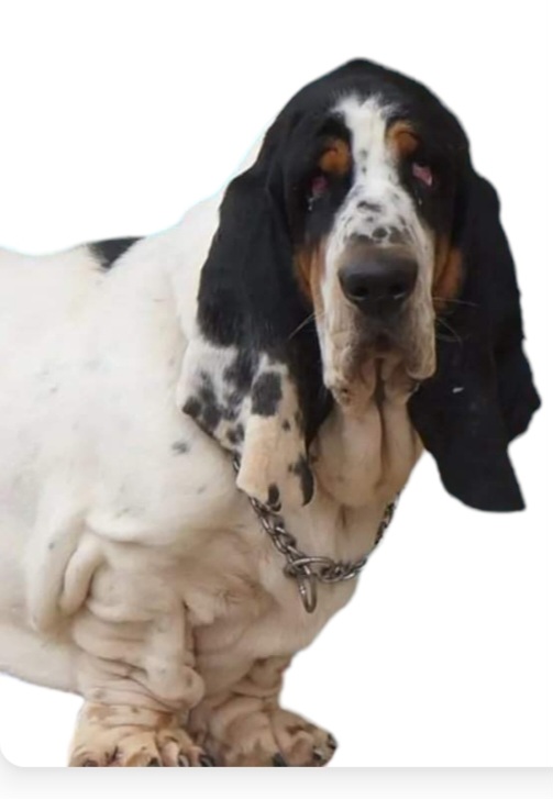 Basset Hound Puppies from Double Branch Basset Hounds