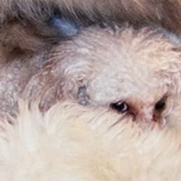 Poodles from Poodlepups Bed & Breakfast