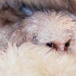 Poodles from Poodlepups Bed & Breakfast