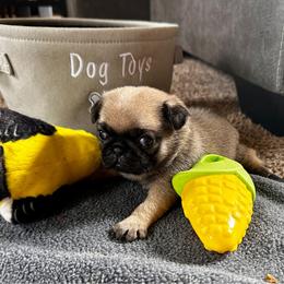 Yellow - Fawn female Pug puppy in Baylis, Illinois from Cameo's Pugs