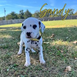 Sandy - White and black female Dalmatian puppy in Joplin, Missouri from Ruffles, Ridges, & Spots!