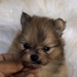 Pomeranian Puppies from BD Poms