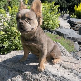 MiaIsabella OFA'd and 6 panel clear - Liver female French Bulldog puppy in Billings, Montana from Montana Made Frenchies
