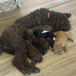 Poodle puppies from Green Country Poodle Doodle LLC