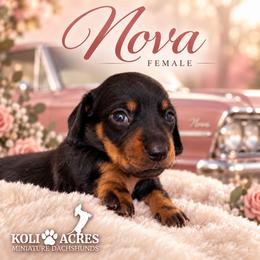 Nova - Black and tan female Dachshund puppy in Kemp, Texas from Koli Acres