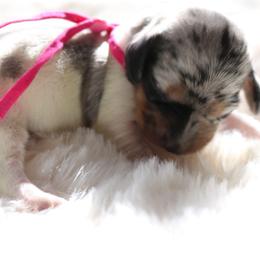 Pink - Dapple female Dachshund puppy in Peebles, Ohio from Cave Valley Hounds
