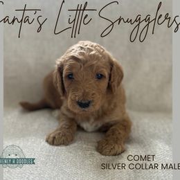 Comet - Apricot male Goldendoodle puppy in Inez, Texas from Heavenly H Doodles