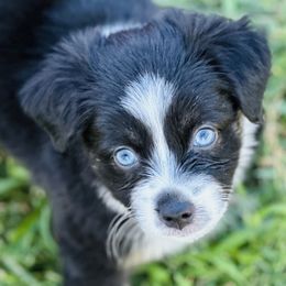 Girl 3 - Black tri Miniature Australian Shepherd puppy in Ocoee, Florida from Cypress Grove Aussie