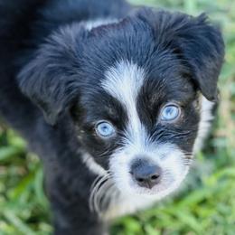 Girl 3 - Black tri Miniature Australian Shepherd puppy in Ocoee, Florida from Cypress Grove Aussie