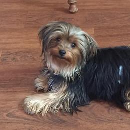 Yorkshire Terriers from Fuller's Furry Friends