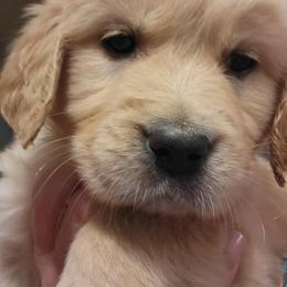 Golden Retriever Puppies from Bear Ridge Kennels