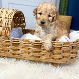 Lexie Belle English Teddybear - Apricot female Goldendoodle puppy in Grove, Oklahoma from Guinn Family Farms