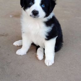 Betty Bo. - Black & white female Australian Shepherd puppy in Wewoka, Oklahoma from OutBack Aussie OutLaws