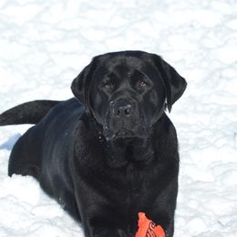 Labrador Retriever puppies from Skyline Hill Labradors