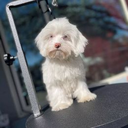 Cockapoo Puppies from Central Cali Cockapoos