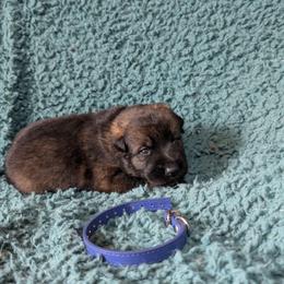 Blue - Sable male German Shepherd puppy in Motley, Minnesota from Von Thomson Haus