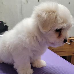 Uncle Sam - White male Coton de Tulear puppy in Middletown, Ohio from Carousel Cotons