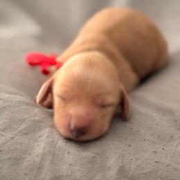 Pink - Cream female Dachshund puppy in Cleburne, Texas from Powers English Springer Spaniels
