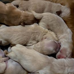 Girl 2 - Golden female Golden Retriever puppy in Amherst, Virginia from Knight's Golden Acres
