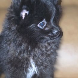 Hunnibunnies shadow - Black parti male Pomeranian puppy in Cleveland, Ohio from Hunnibunnies