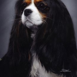 Cavalier King Charles Spaniel All Grown Up from Claymoore Cavaliers