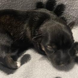 Tisha - Black and silver female Miniature Schnauzer puppy in Robstown, Texas from Alves Miniature Schnauzers