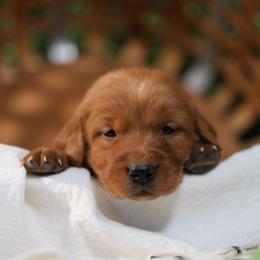 Beth - Dark golden female Golden Retriever puppy in Payette, Idaho from Stonewick Retrievers