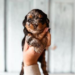 Tinsel - Merle female Bernedoodle puppy in Shingle Springs, California from Kindred Oak Goldendoodles