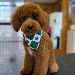 Dodger - Red  male Poodle puppy in Crockett, Texas from Kingdom Kennels