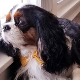 Cavalier King Charles Spaniels and English Toy Spaniels from Timber Star Spaniels