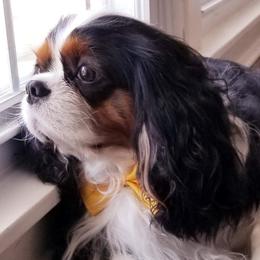 Cavalier King Charles Spaniels and English Toy Spaniels from Timber Star Spaniels