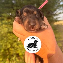 Wendy - Black and tan female Dachshund puppy in Ramona, Oklahoma from Schmitt Dachshunds