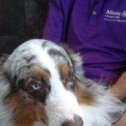 Australian Shepherd All Grown Up from RyCharlian Oaks