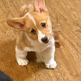 Boy 4 - Red male Pembroke Welsh Corgi puppy in Ridgeland, South Carolina from FOF Lowcountry Corgis