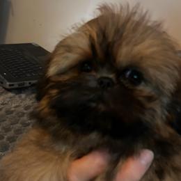 Boy 2 - Red male Shih Tzu puppy in Texas from A Sassy Soul Shih-Tzu