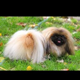 Gabby - Pekingese