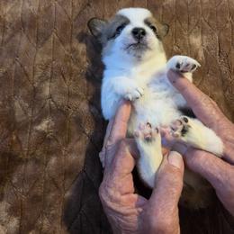 Sable-White boy 3 - Sable male Pembroke Welsh Corgi puppy in Collinsville, Mississippi from Lindsey's Lovely Little Corgis