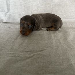 Blue and tan - Blue and tan female Dachshund puppy in Mount Vernon, Ohio from Double A Dachshunds
