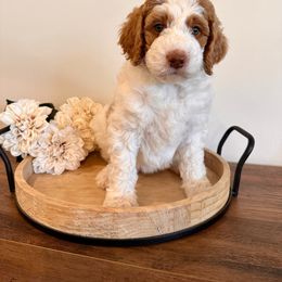 Pine - Bernedoodle puppy from Royal Doodles