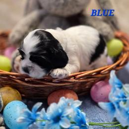 BOY BLUE - Black and white male Cocker Spaniel puppy in Longview, Texas from Allison Cocker Spaniel Pup's