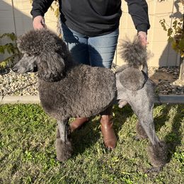 Orion - Poodle