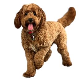 Ruby - Goldendoodle