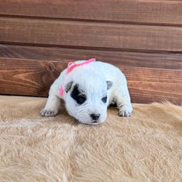 Pink Collar - Blue speckled female Australian Cattle Dog puppy in Nevada, Missouri from Back Road Dog Company, LLC