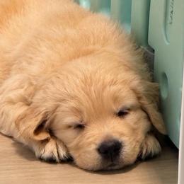 2nd pick boy - Golden male Golden Retriever puppy in Fresno, California from Warwick’s Central California Goldens